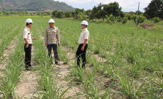 Khánh Hòa: Vietsugar với những cam kết phát triển vùng nguyên liệu